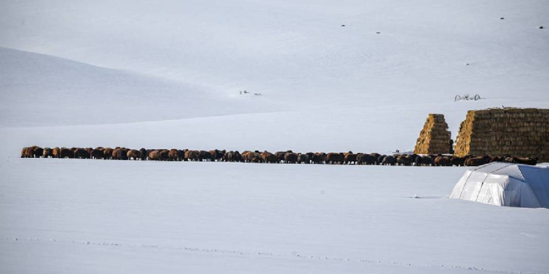 Kar 3 metreyi buluyor, köy kar altında kalıyor: Besicilerin mesaisi soğukla daha da zorlaşıyor 8